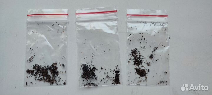 Гейхера семена