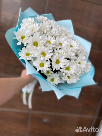 Хризантема кустовая ромашковая