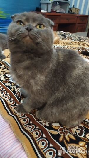 Шотландская вислоухая кошка бесплатно