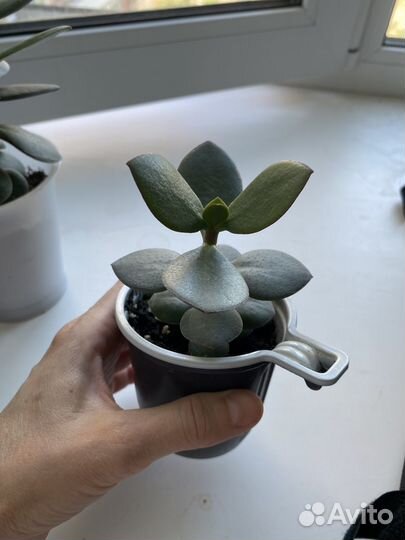 Толстянка, денежное дерево, фикус Бенджамина