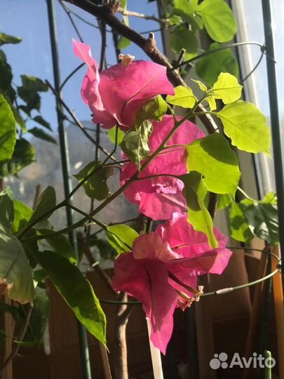 Бугенвиллея 4х летняя