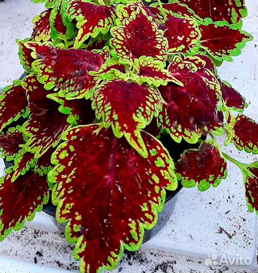 Колеус и Фиттония