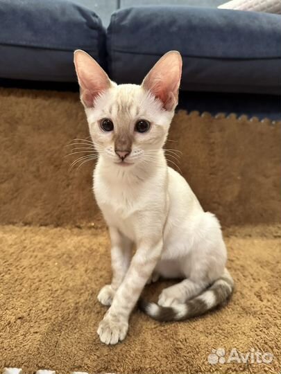 Бенгальский котенок 3 мес