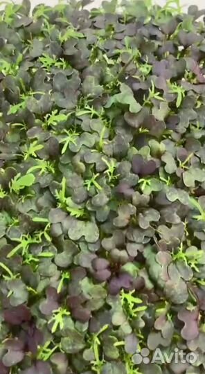 Семена микрозелени Мизуна Красная