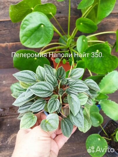 Комнатные растения. Пеперомия, пеллиония, пелея