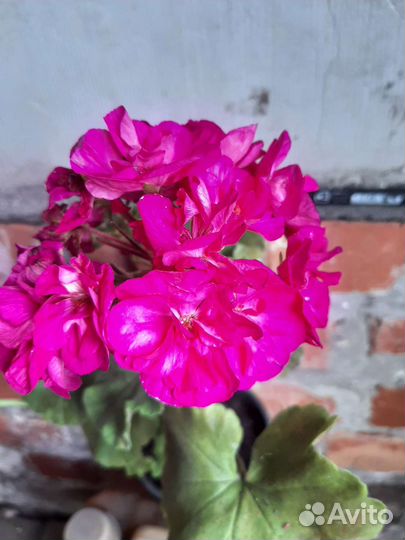 Пеларгония (герань), олеандр и др.комнатные цв