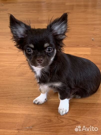 Чихуахуа девочка