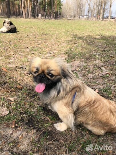 Пекинес ищет девочку