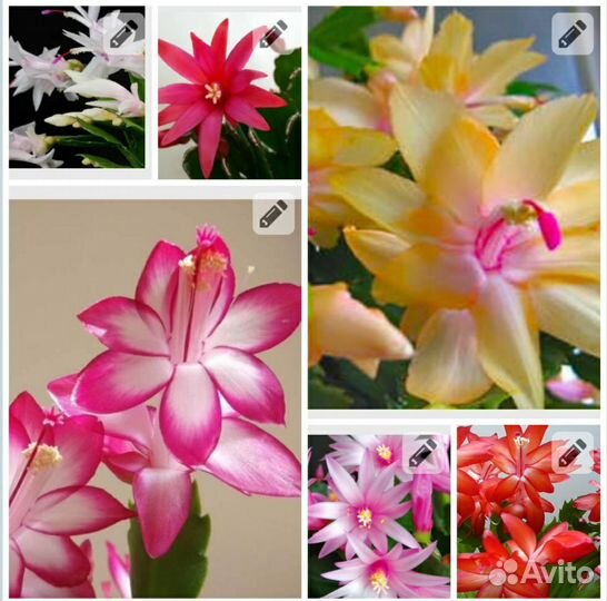 Фиалки продажа