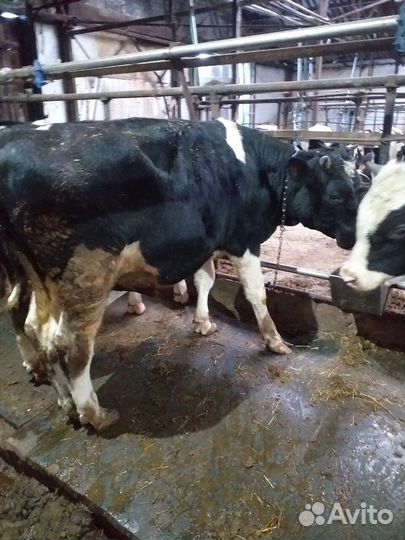 Мясо бычков