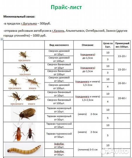 Кормовые насекомые - сверчки, зофобас, тараканы)