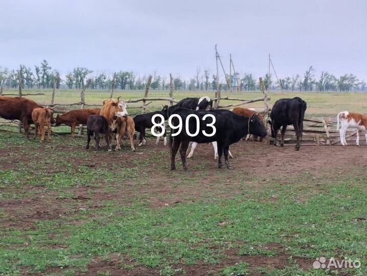 Коровы, телята