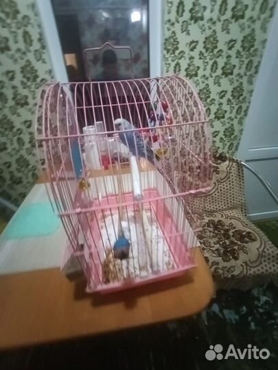 Волнистый попугай