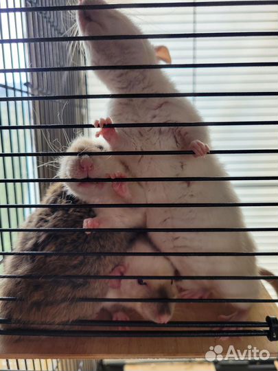 Крыса дамбо с клеткой