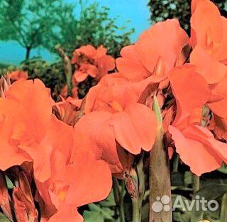 Канна бронзоволистая зеленая Триумф Брилиант