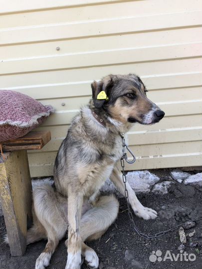 Собачка (стерилизованная) 3 года, охранница