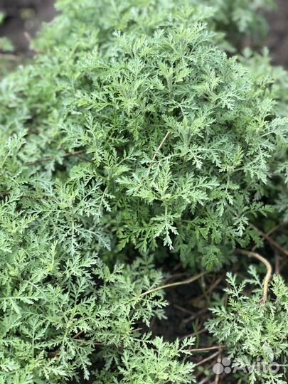 Полынь Шмидта, многолетние растения для сада дачи