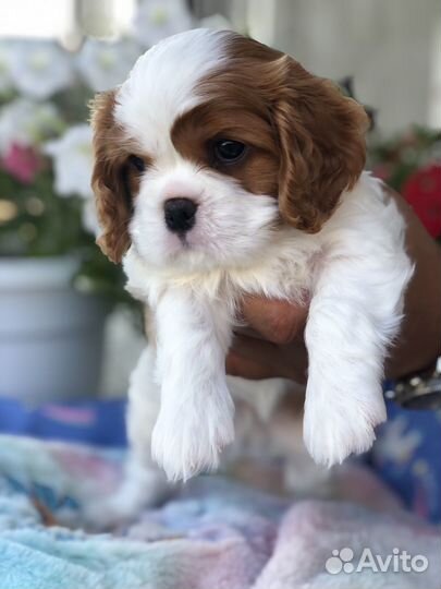 Кавалер кинг чарльз спаниель
