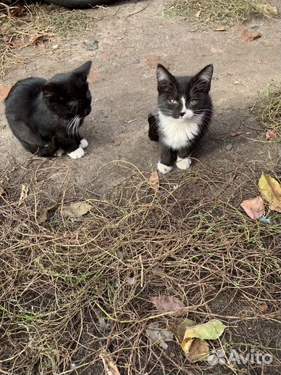 Кошки в добрые руки