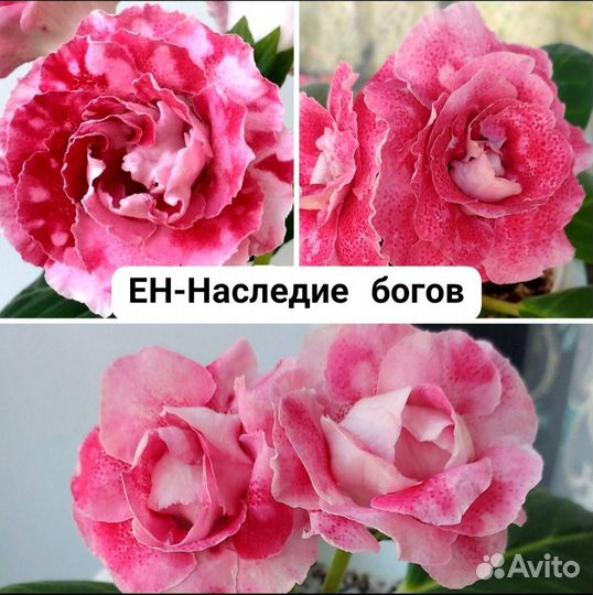 Листья глоксиний