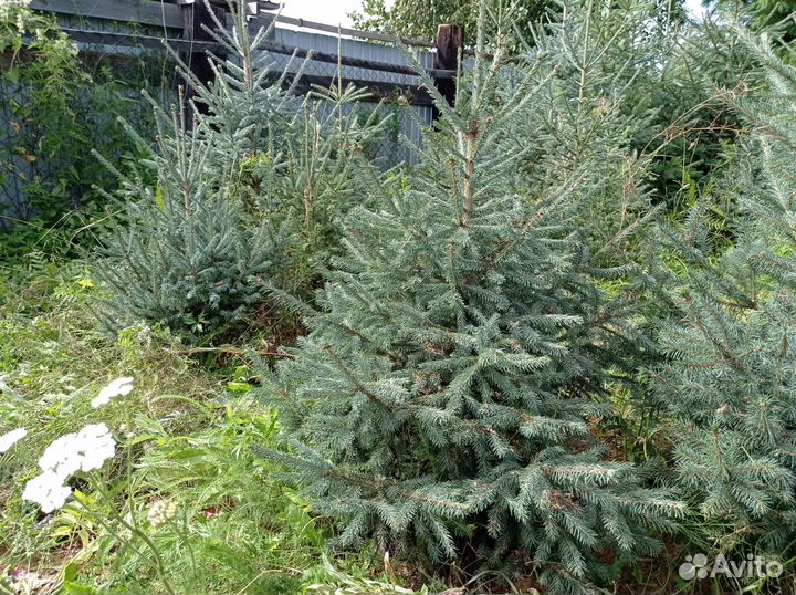 Ель живая голубая (сизая)