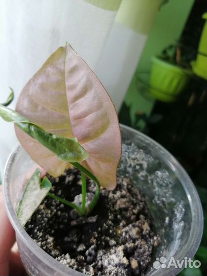 Сингониумы