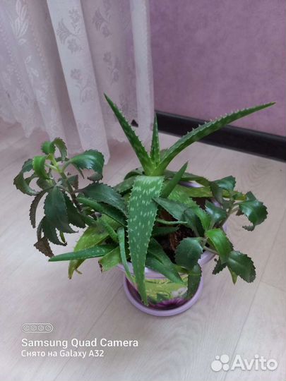 Продам цветы комнатные