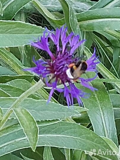 Васильки цветы