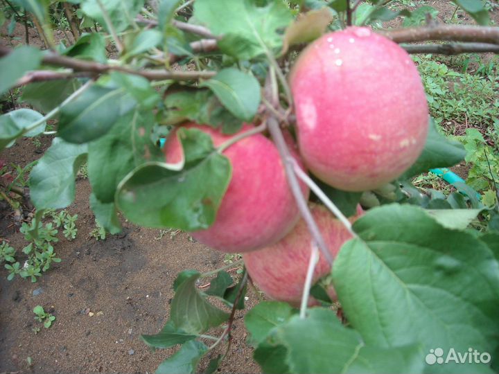 Саженцы яблонь, груш, черешни