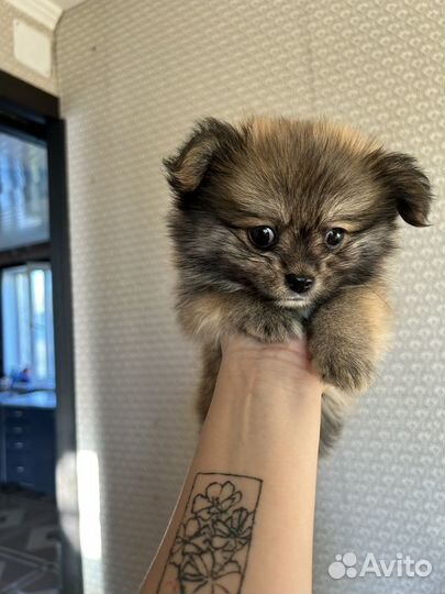 Щенки щпиц померанский
