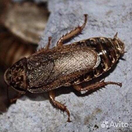 Кормовые тараканы