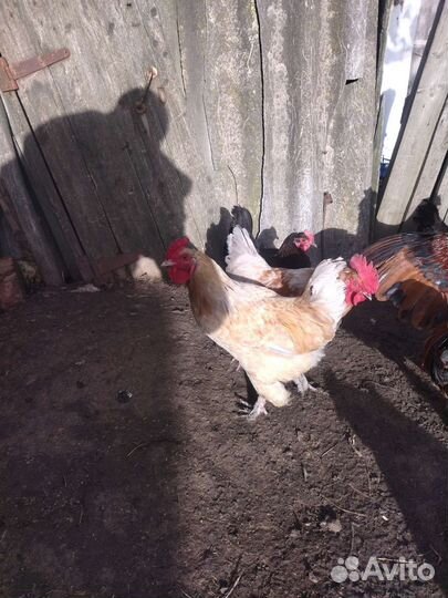 Куры петухи
