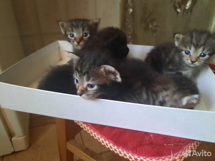 Котята в добрые руки