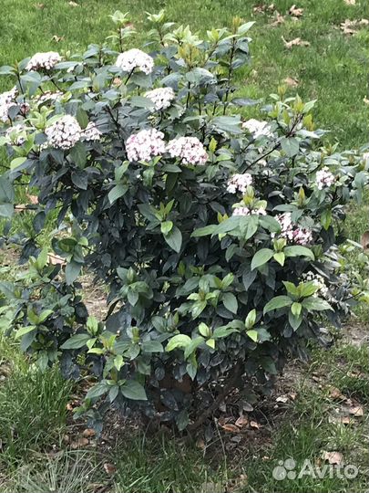 Няня для девочки 7.5 лет