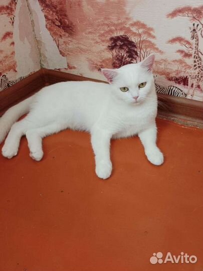 Кошка Джесс