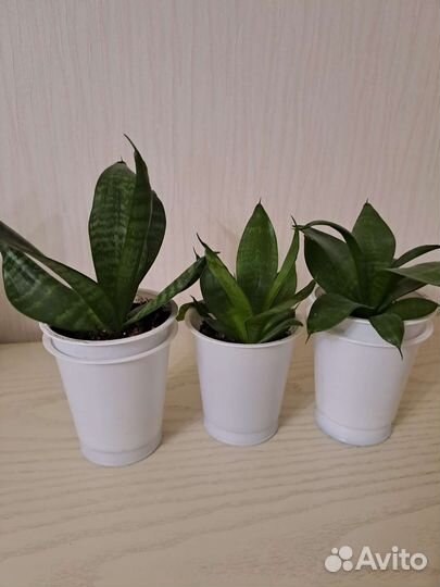 Сансевиерия