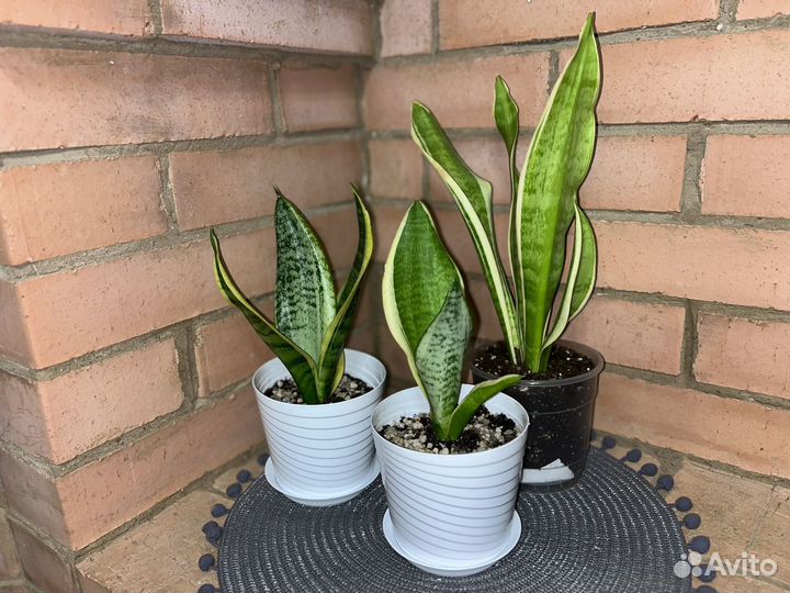 Сансевиерия