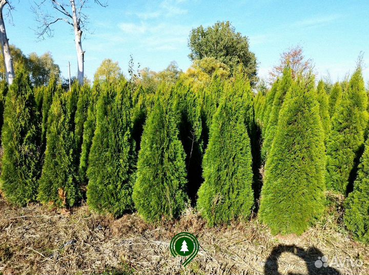 Туя смарагд, брабант, колумна. Из питомника