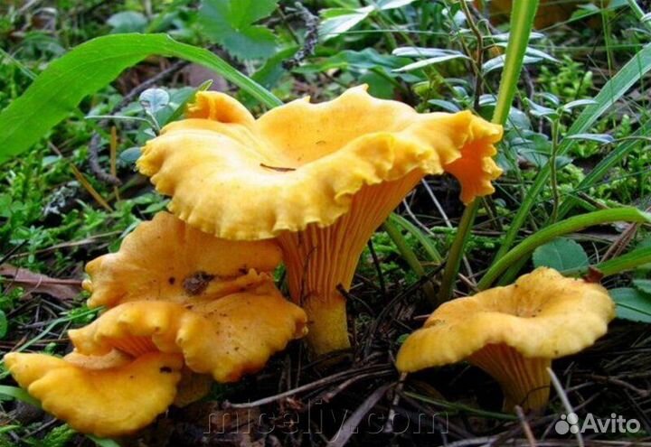 Грибы лисички