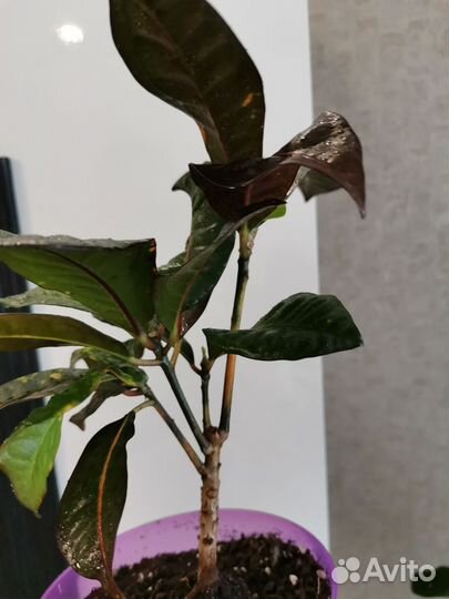 Кротон Норма