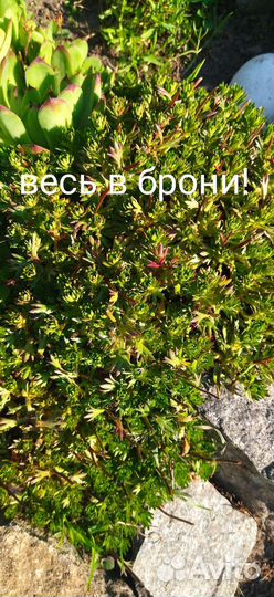 Мускари, Камнеломка, яснотка