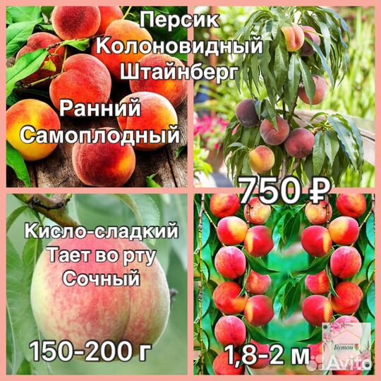 Абрикос и персик колоновидный