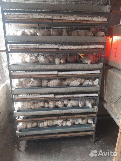 Клетки для перепелов