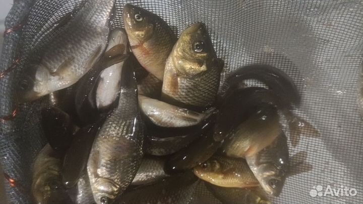 Живец карась