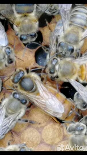 Пчеломатки Бакфаст