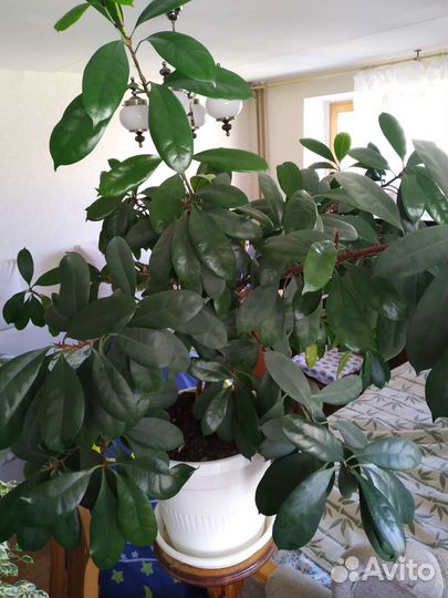 Фикусы разных сортов