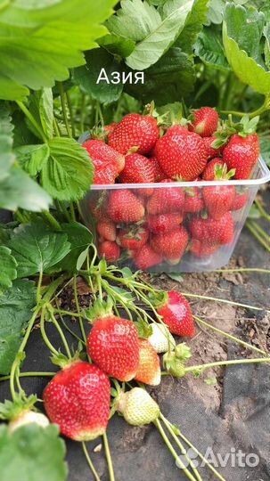 Азия саженцы клубники земляники крупноплодной