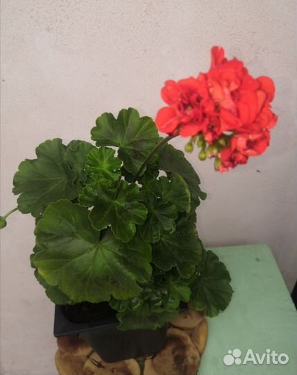 Комнатные цветы