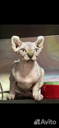 Канадский сфинкс