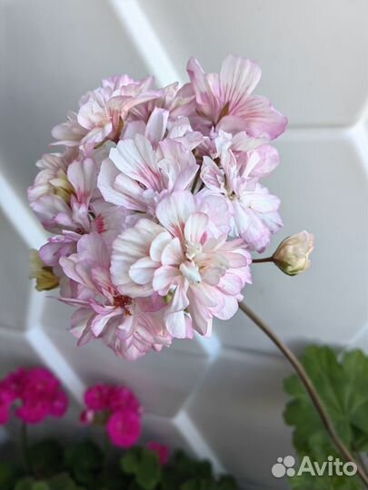 Пеларгонии укопененные черенки